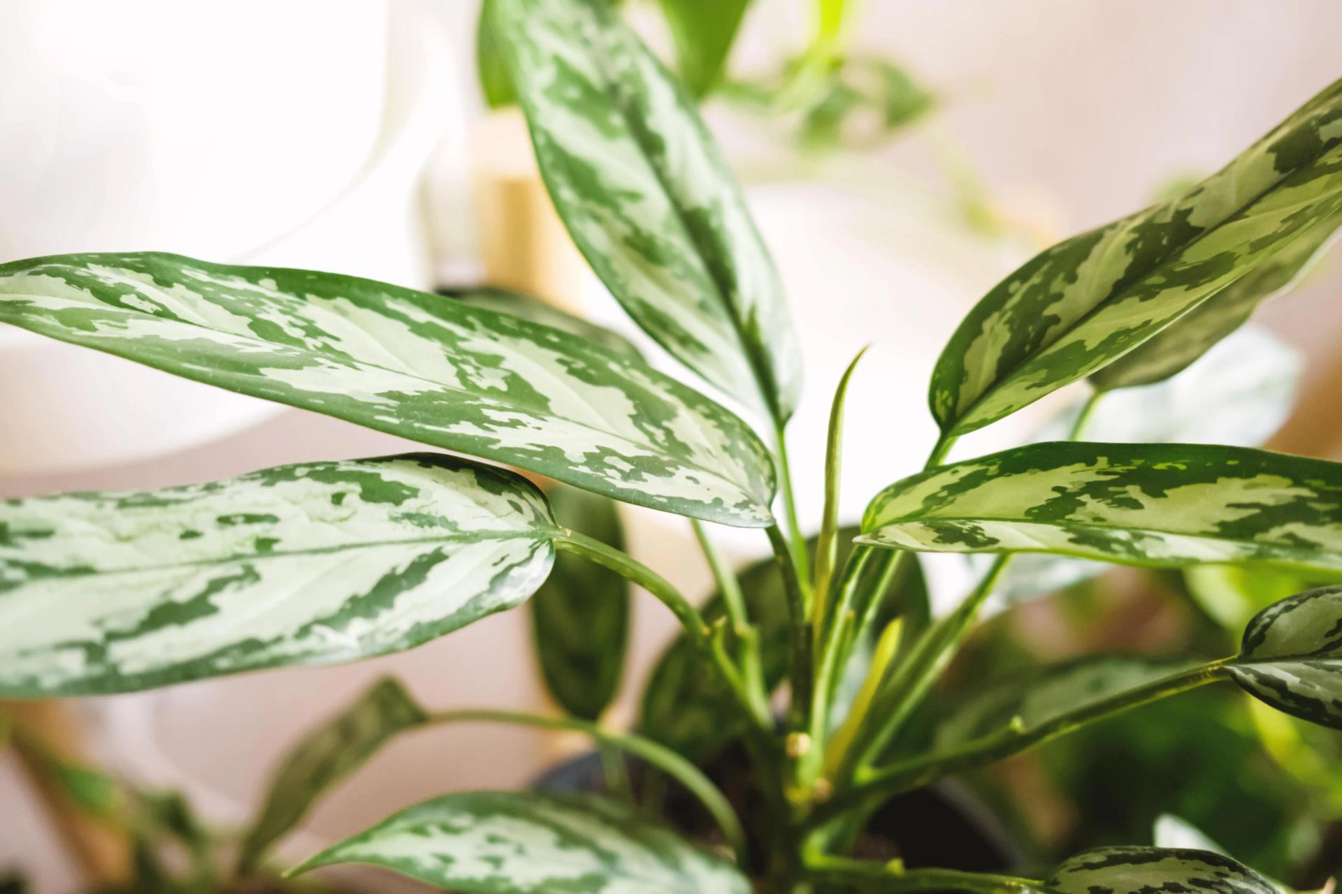 close-up-leaves-of-aglaonema-plant-2021-12-09-07-20-58-utc-min.jpg close-up-leaves-of-aglaonema-plant-2021-12-09-07-20-58-utc-min.jpg