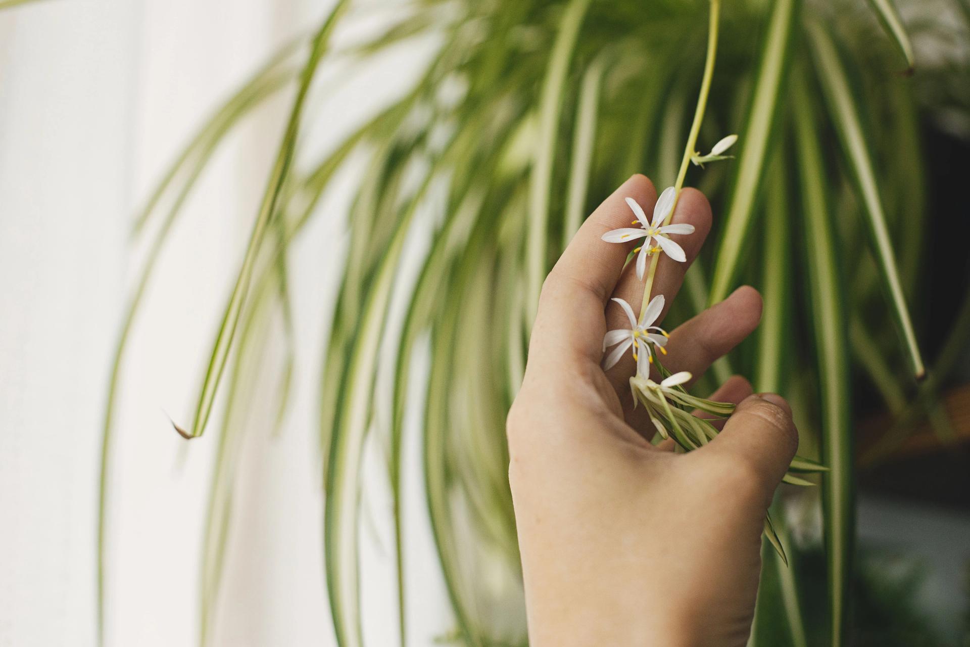 hand-holding-white-flowers-of-spider-plant-close-u-2022-02-08-02-11-09-utc-min.jpg hand-holding-white-flowers-of-spider-plant-close-u-2022-02-08-02-11-09-utc-min.jpg