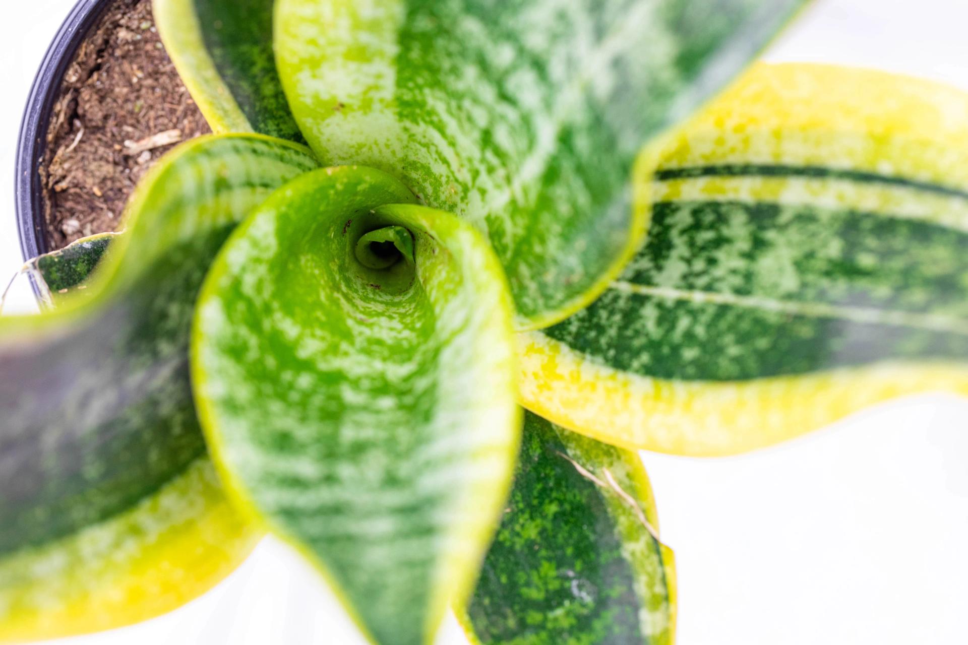 looking-down-at-a-snake-plant-2022-01-04-17-55-45-utc-min.jpg looking-down-at-a-snake-plant-2022-01-04-17-55-45-utc-min.jpg