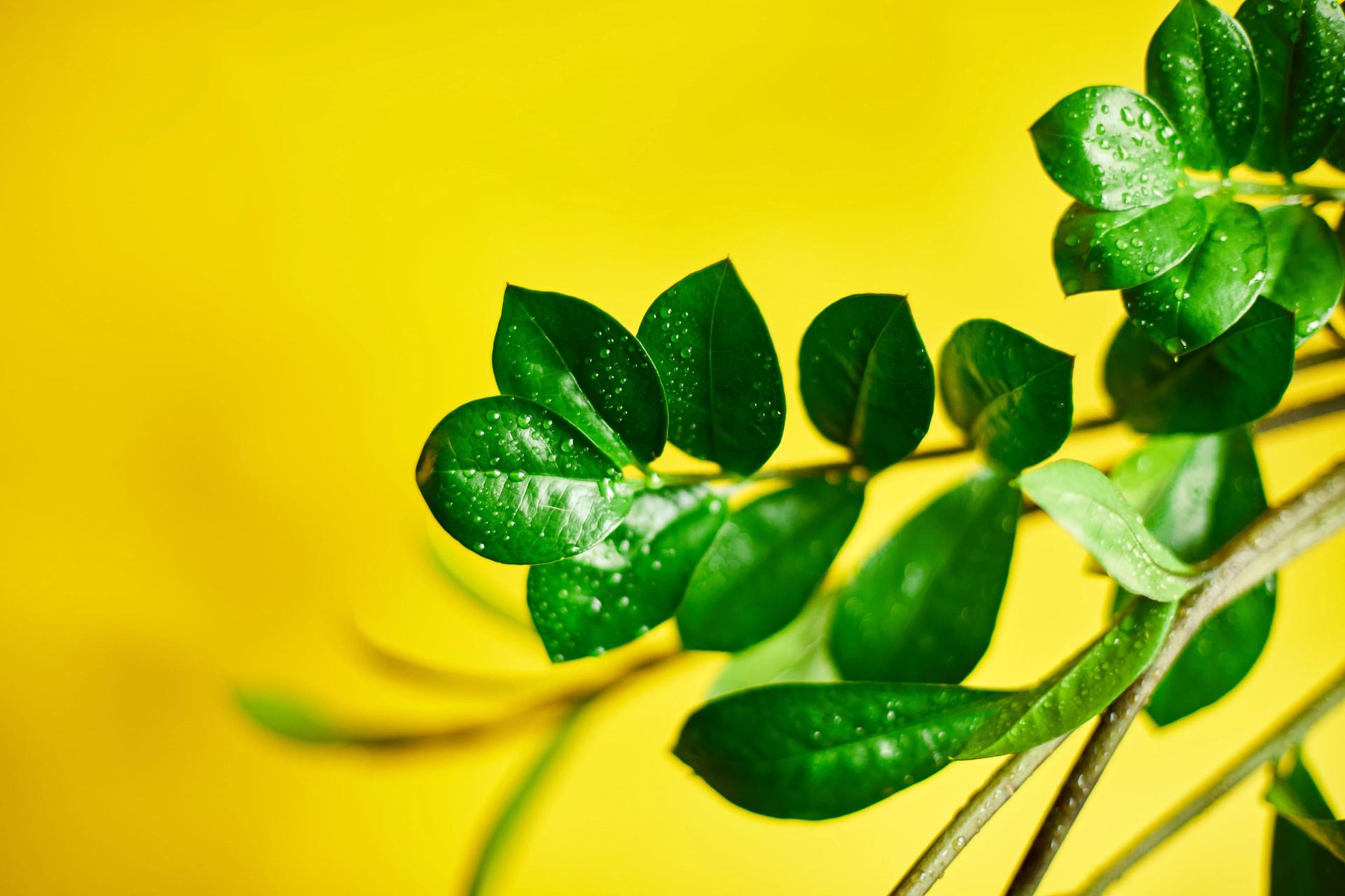 zamioculcas-zamiifolia-plant-on-yellow-background-2022-01-29-11-05-42-utc-min.jpg zamioculcas-zamiifolia-plant-on-yellow-background-2022-01-29-11-05-42-utc-min.jpg