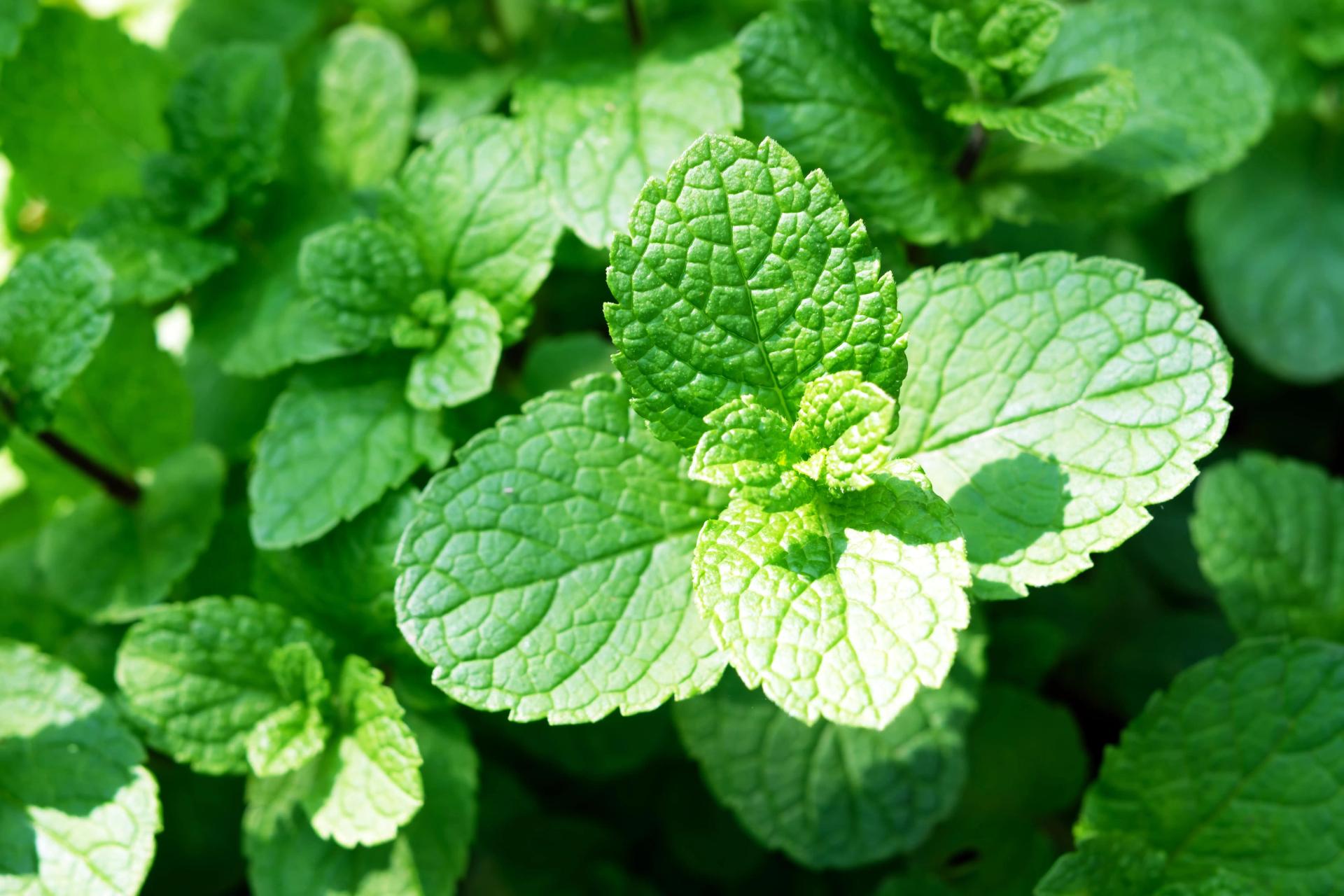 peppermint-mint-twigs-closeup-2021-08-26-17-02-41-utc-min.jpg peppermint-mint-twigs-closeup-2021-08-26-17-02-41-utc-min.jpg