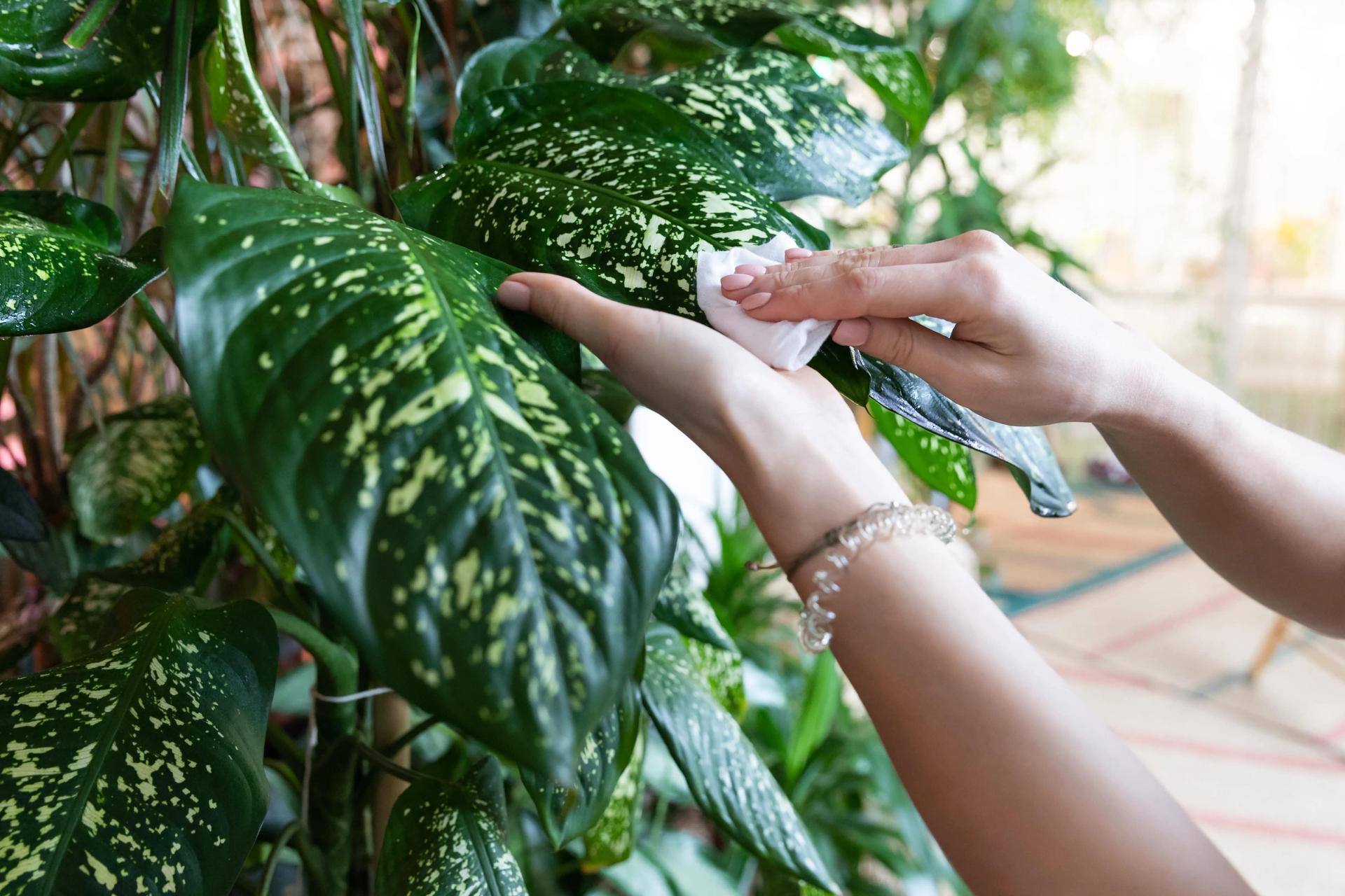 woman-gardener-hands-wiping-dust-from-houseplant-l-2022-01-20-19-44-35-utc-min.jpg woman-gardener-hands-wiping-dust-from-houseplant-l-2022-01-20-19-44-35-utc-min.jpg