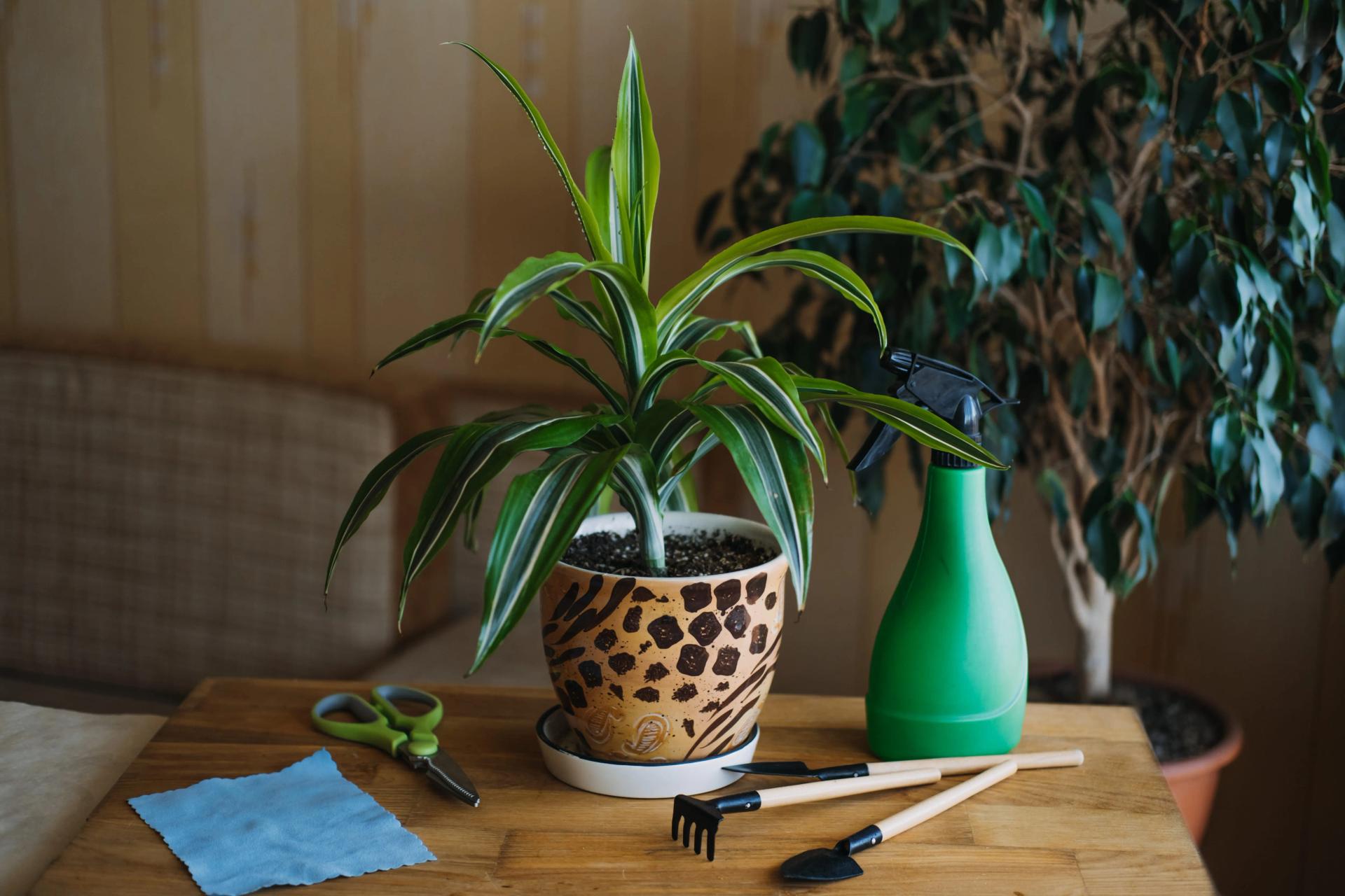 spring-houseplant-care-waking-up-indoor-plants-fo-2021-08-30-10-53-31-utc-min.jpg spring-houseplant-care-waking-up-indoor-plants-fo-2021-08-30-10-53-31-utc-min.jpg