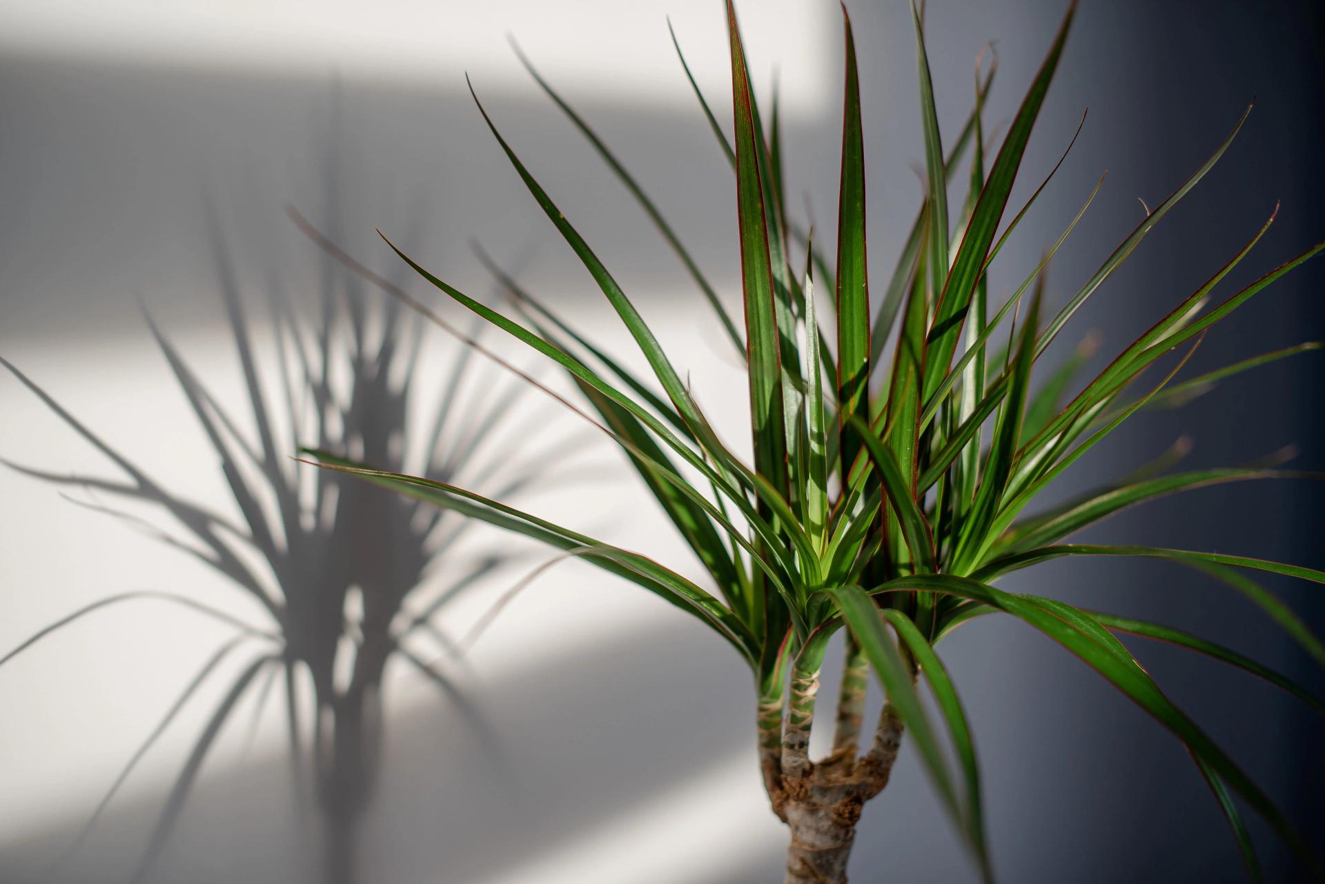 green-dracaena-leaves-desktop-screensaver-backgr-2021-09-03-02-20-02-utc-min.jpg green-dracaena-leaves-desktop-screensaver-backgr-2021-09-03-02-20-02-utc-min.jpg