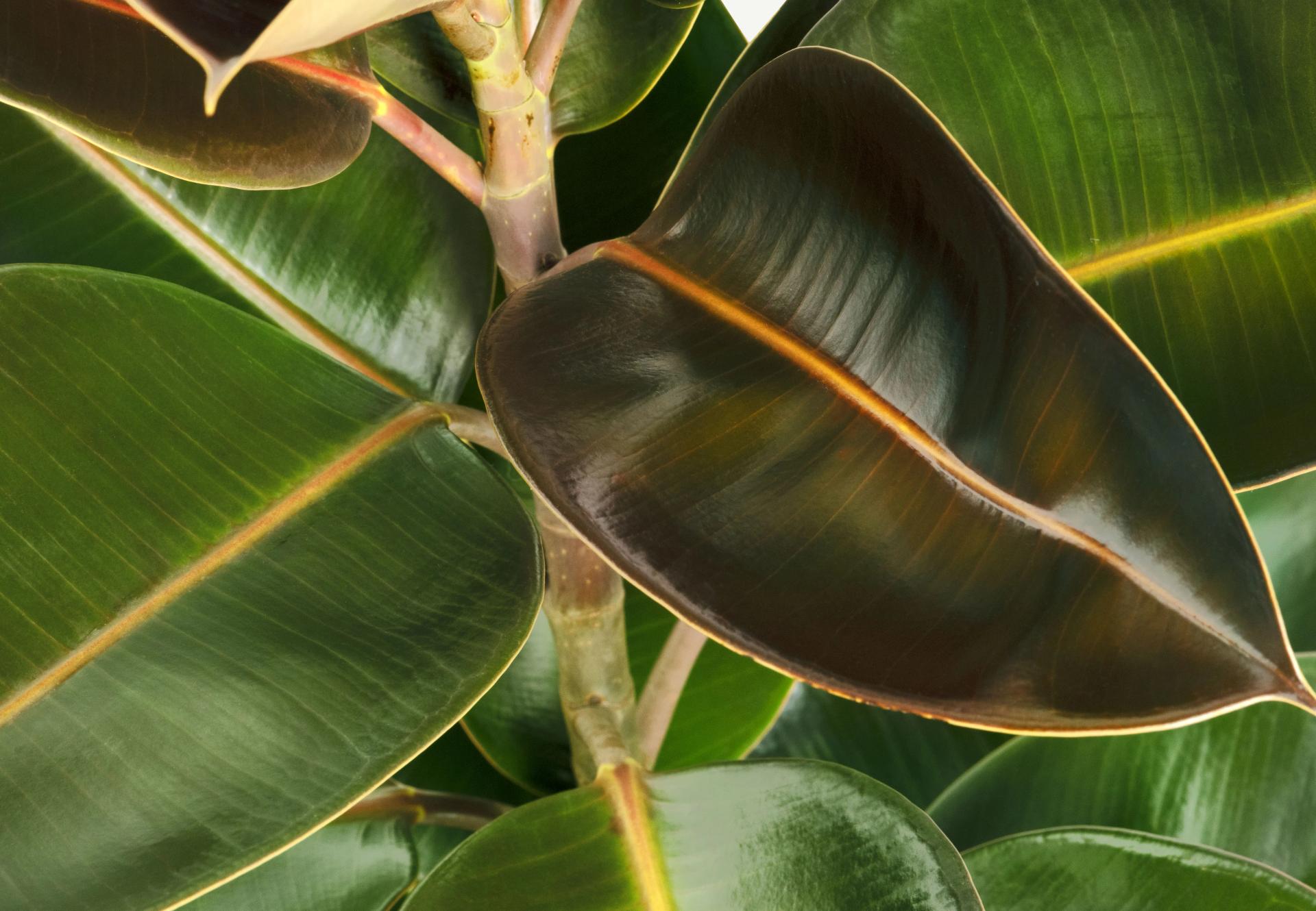 closeup-of-fresh-indian-rubber-plant-leaves-2021-09-02-06-01-42-utc (1)-min.jpg closeup-of-fresh-indian-rubber-plant-leaves-2021-09-02-06-01-42-utc (1)-min.jpg