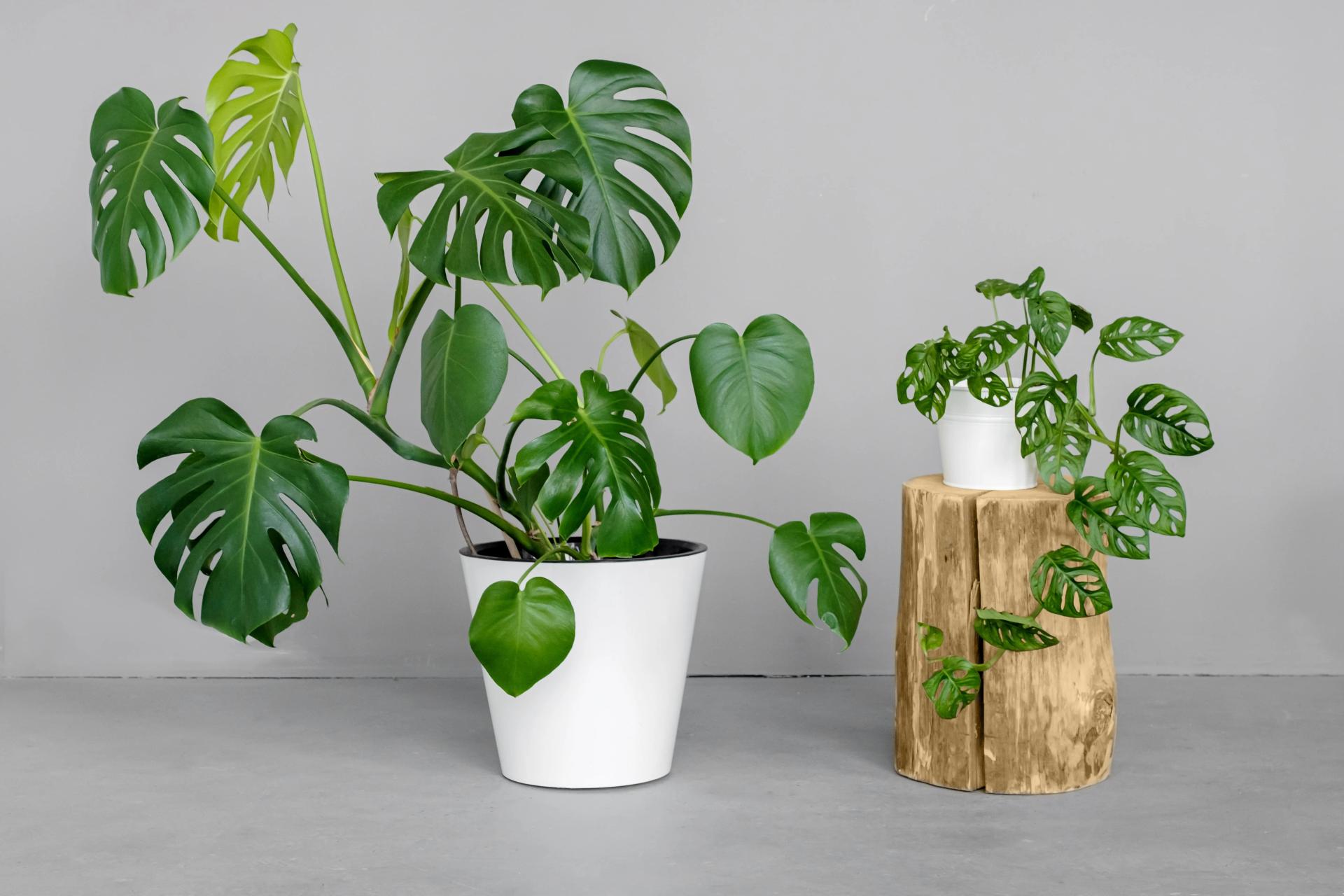 monstera-deliciosa-and-monstera-monkey-mask-in-a-w-2021-09-02-10-40-43-utc (1)-min.jpg monstera-deliciosa-and-monstera-monkey-mask-in-a-w-2021-09-02-10-40-43-utc (1)-min.jpg