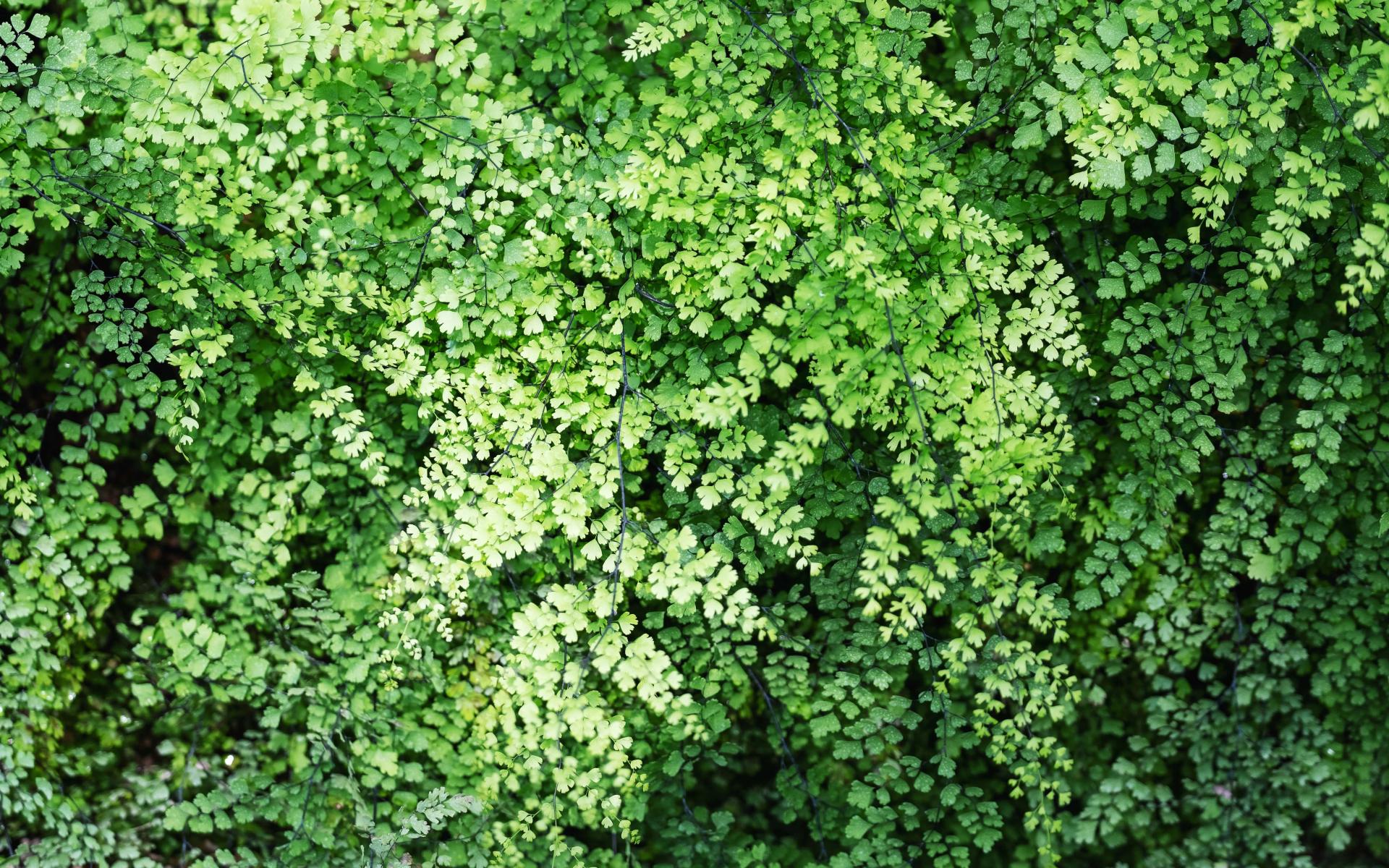closeup-image-of-brittle-maidenhair-fern-or-adiant-2021-10-21-03-29-35-utc (1)-min.jpg closeup-image-of-brittle-maidenhair-fern-or-adiant-2021-10-21-03-29-35-utc (1)-min.jpg