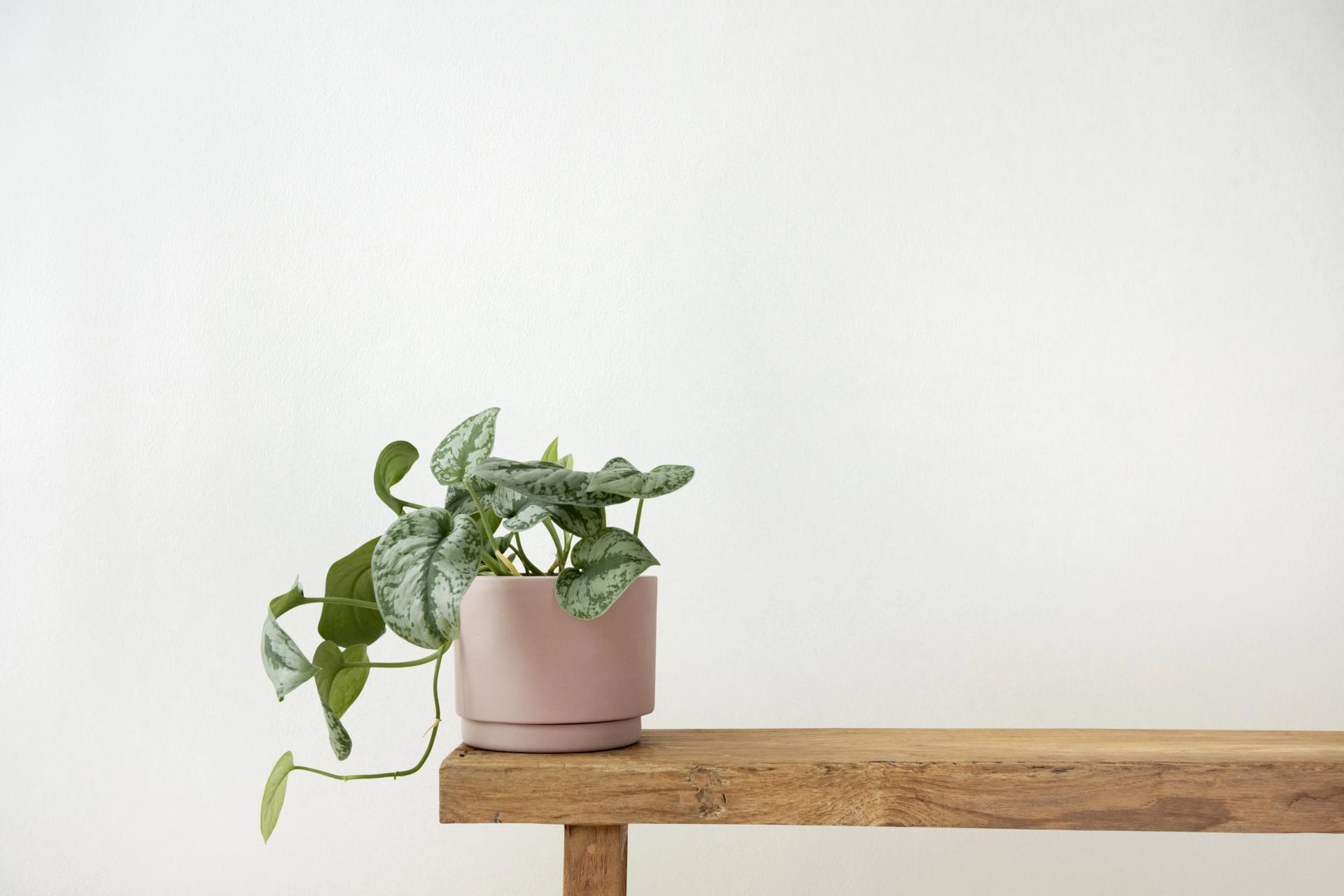 pothos-plant-in-a-pot-on-a-bench-2021-10-13-21-33-00-utc (1)-min.jpg pothos-plant-in-a-pot-on-a-bench-2021-10-13-21-33-00-utc (1)-min.jpg