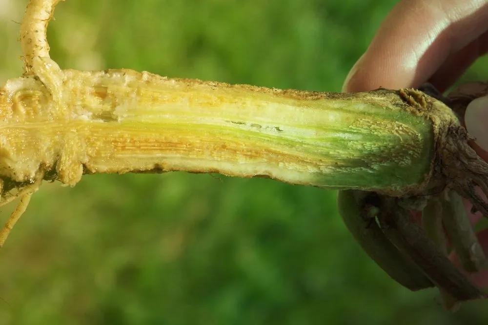 Disease image