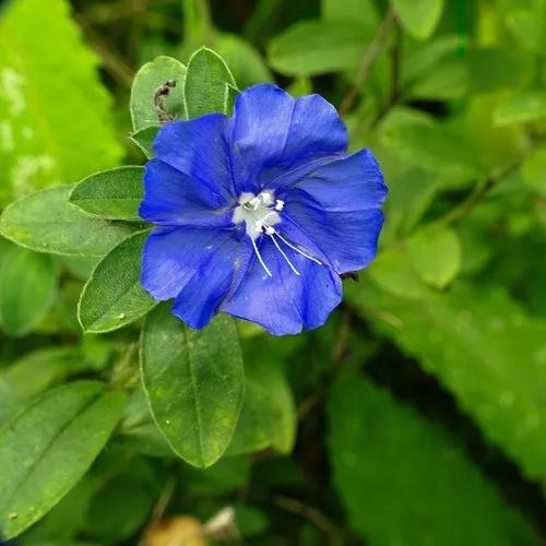 Shaggy Dwarf Morning-glory