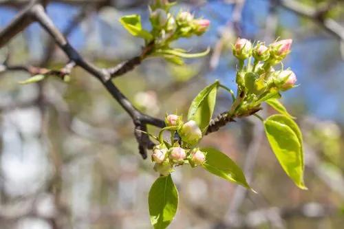 European Crab Apple
